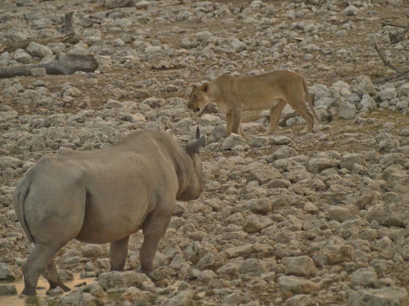 Okaukuejo, White Rhinoceros, Lion